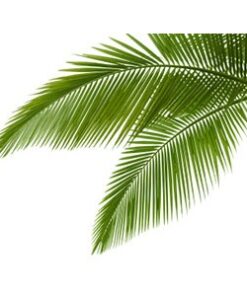 Saw Palmetto