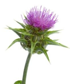 Mariatistel
