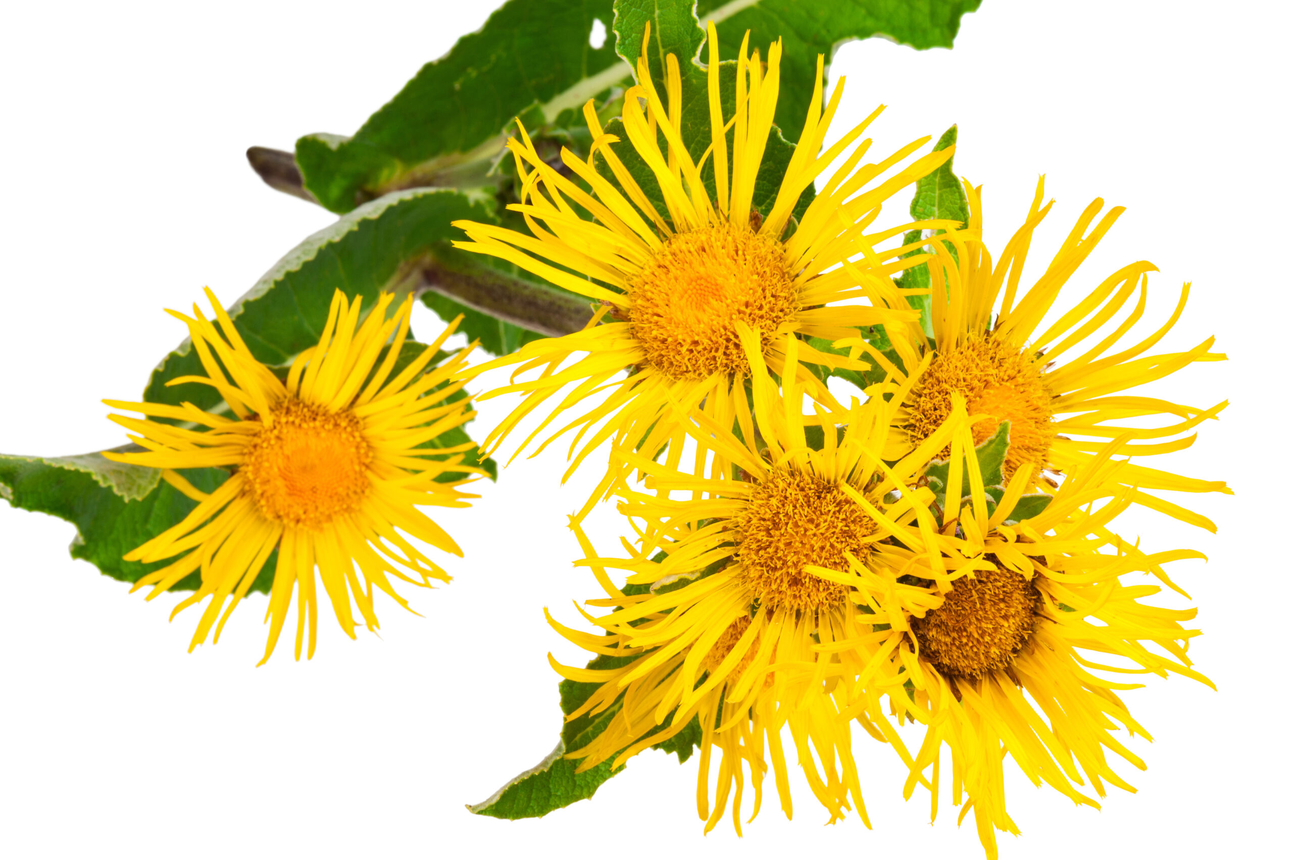 Elecampane - Inula helenium