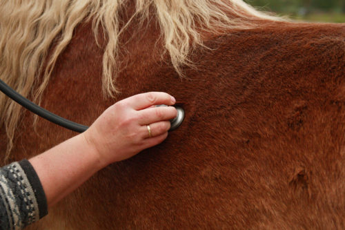 Immunoguarder fär hästens immunförsvar