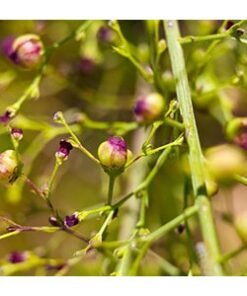 Scrophularia