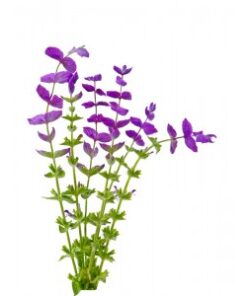 Salvia