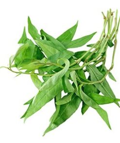 Polygonum