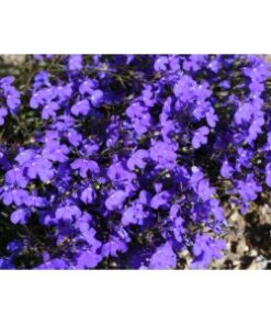 Lobelia