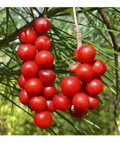 Schisandra
