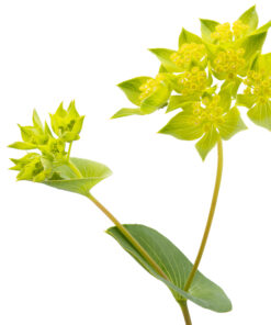 Bupleurum