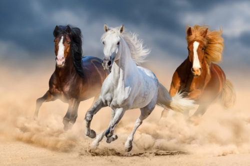 MD Mover - För hästar i rörelse