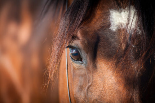MD Lymph för hästens lymfsystem