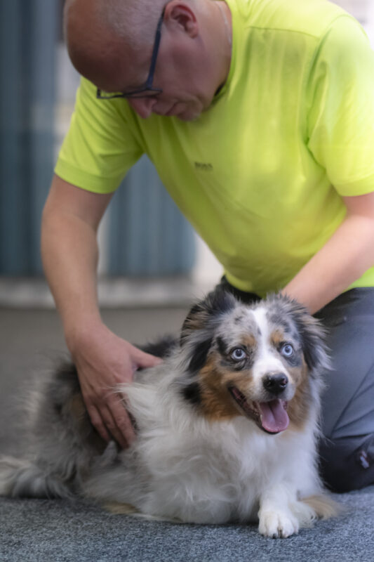 Behandling hund